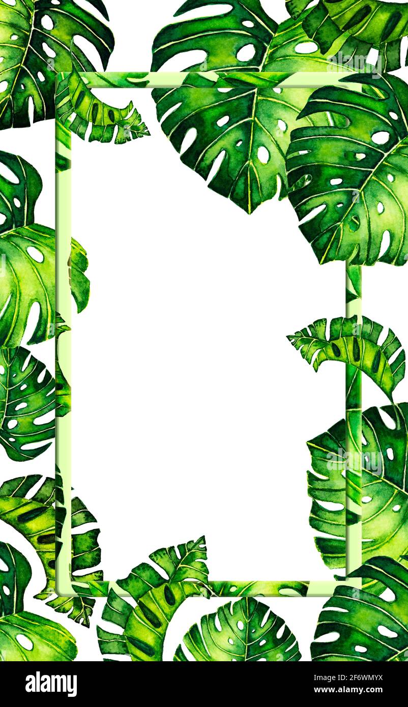 green background with border with leaves monstera. Tropical leaves of