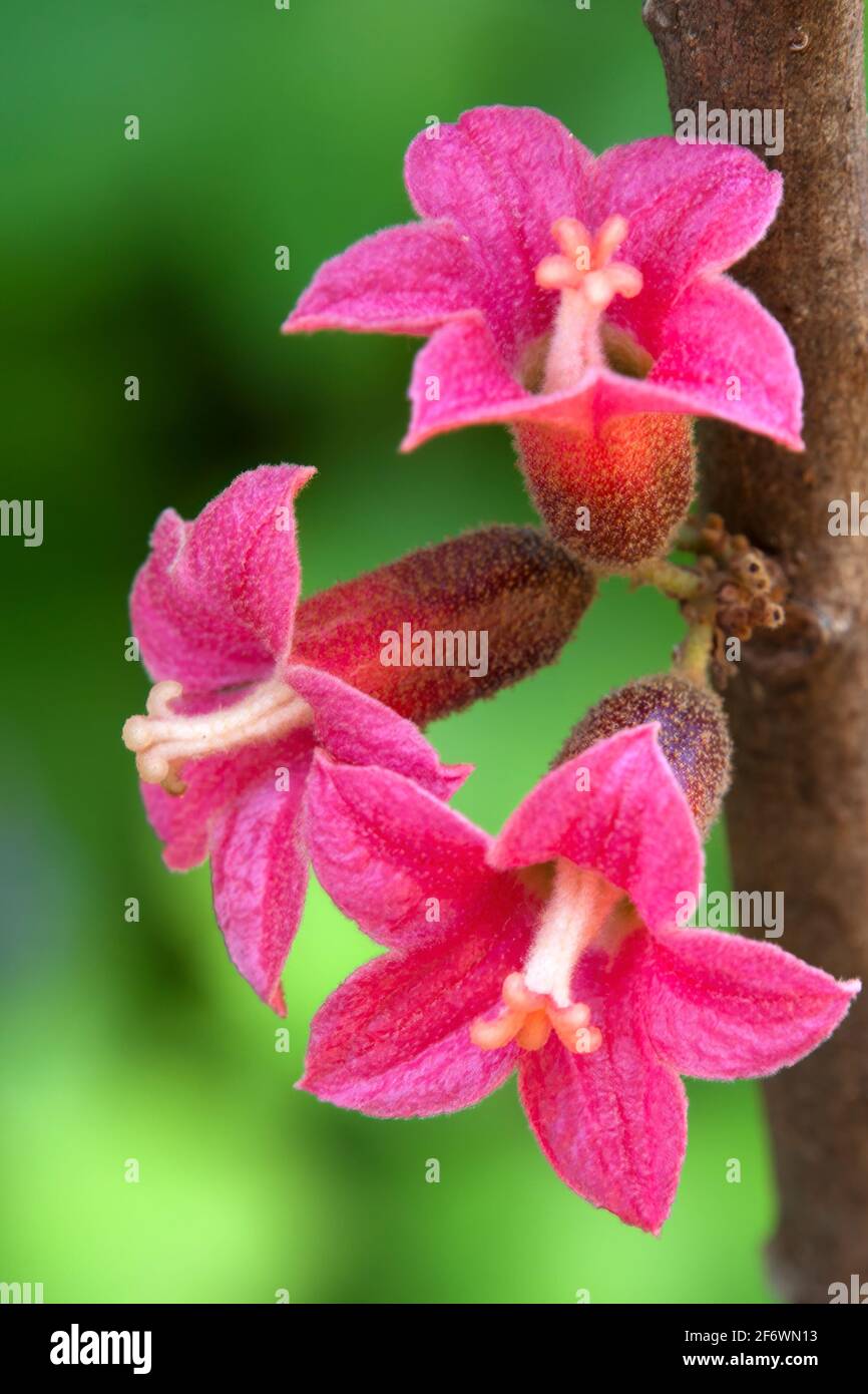 Sydney Australia, pink flowers of a native Brachychiton bidwillii  or little kurrajong Stock Photo