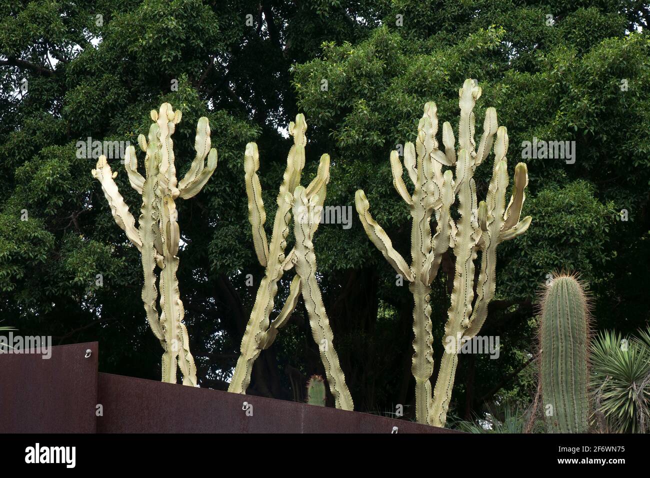 Sydney Australia, Euphorbia ammak also known as a variegated candelabra spurge or a ghost euphorbia  native to Yemen and Saudi arabia peninsula Stock Photo