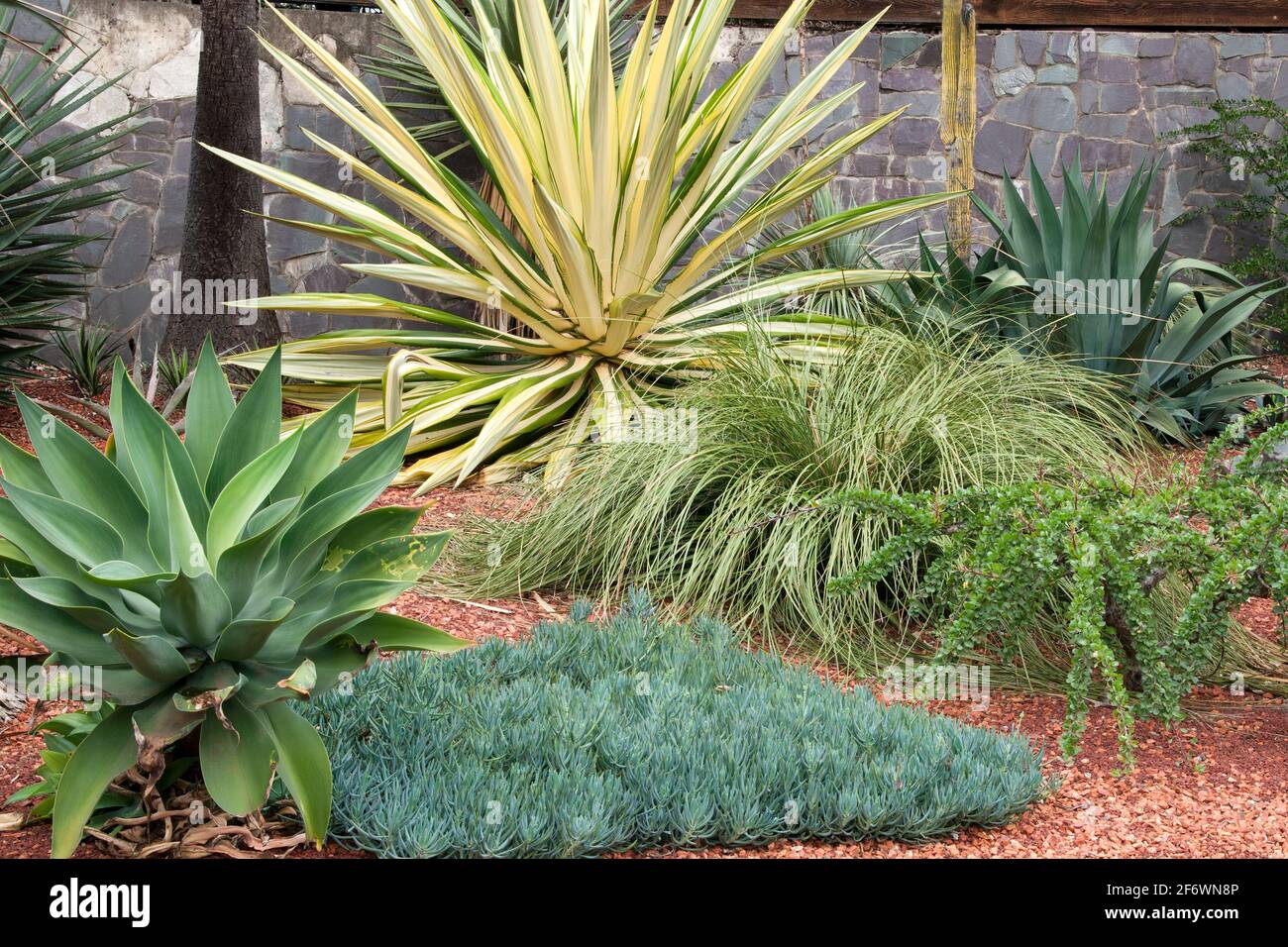 Sydney Australia, view of agaves and blue chalk stick plants in