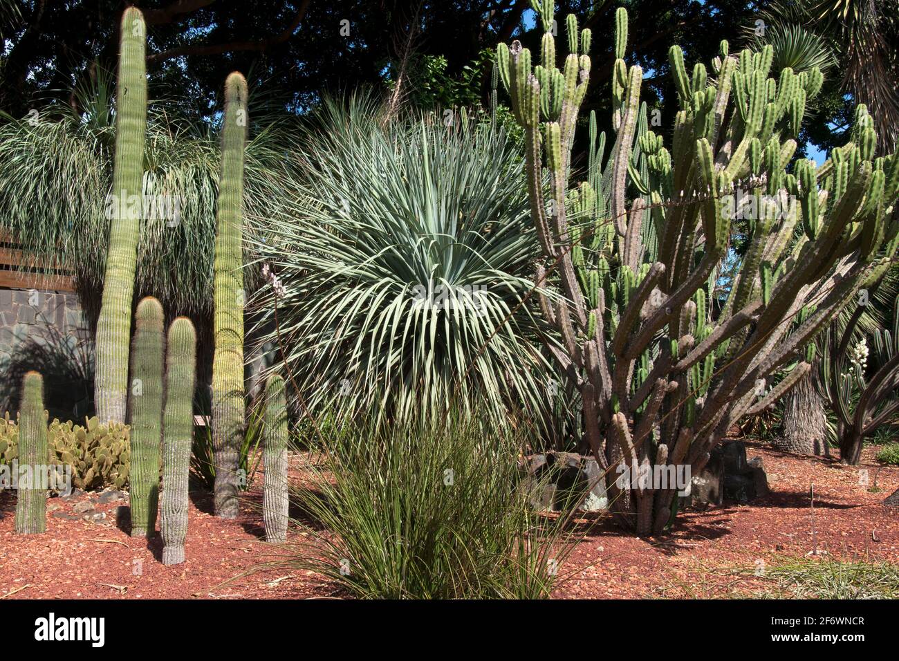 Sydney Australia, cactus garden landscape with large column and