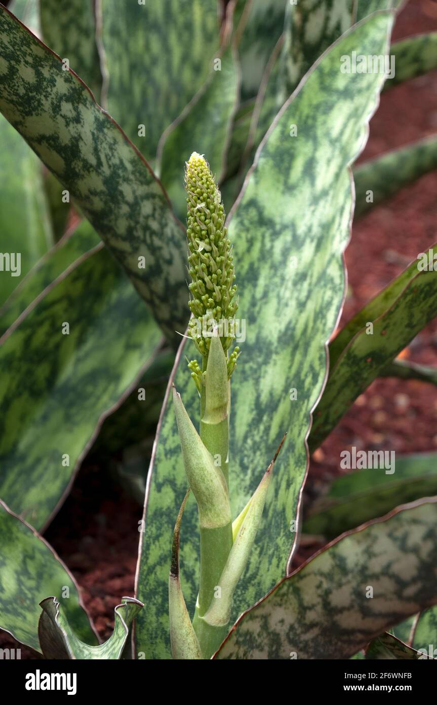 sansevieria mikado Sansevieria 'Fernwood Mikado' – Heron's Head Nursery