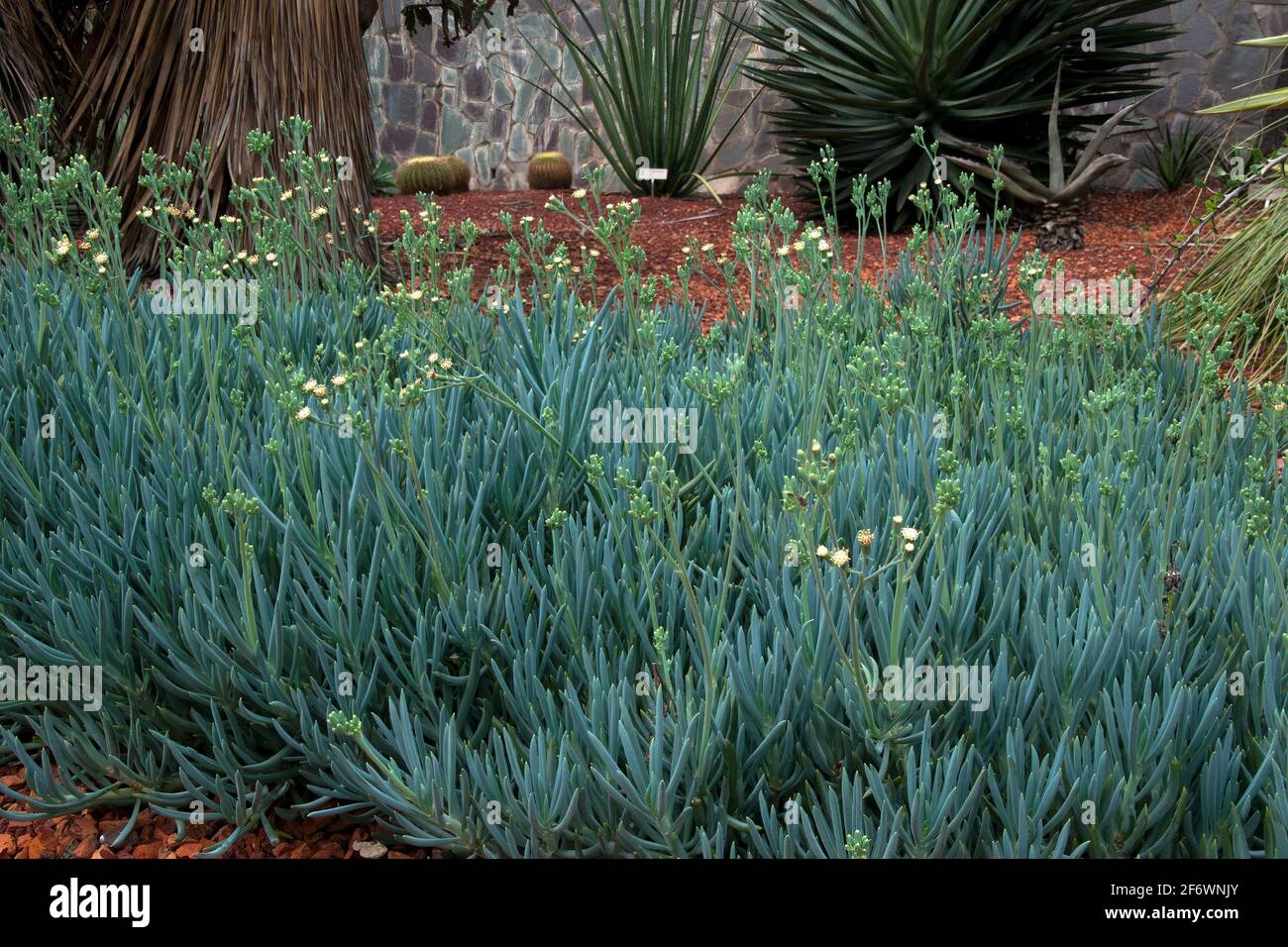 Sydney Australia, clump blue chalk stick plants with small white