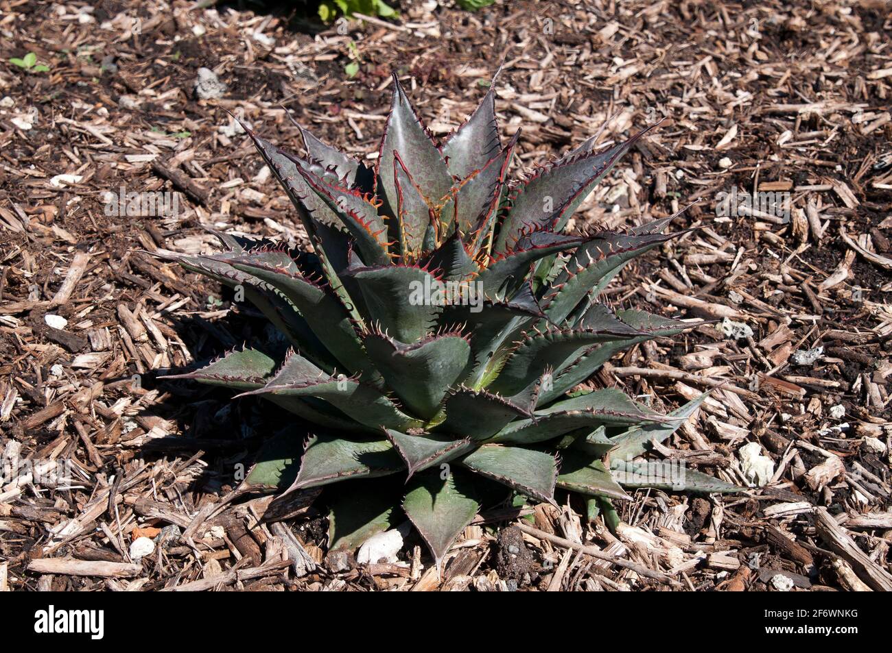 tooth fairy phone number australia