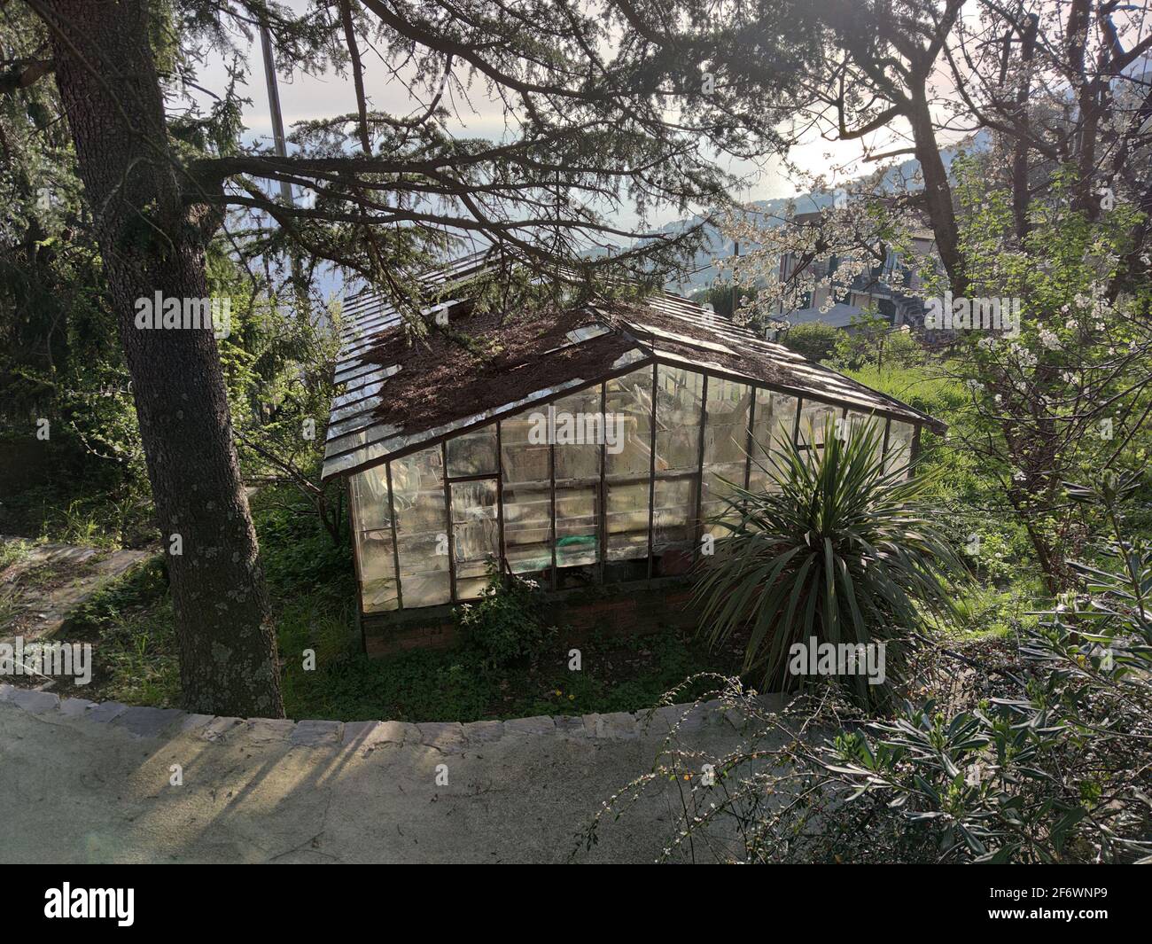 old abandoned greenhouse broken glass windows Stock Photo Alamy