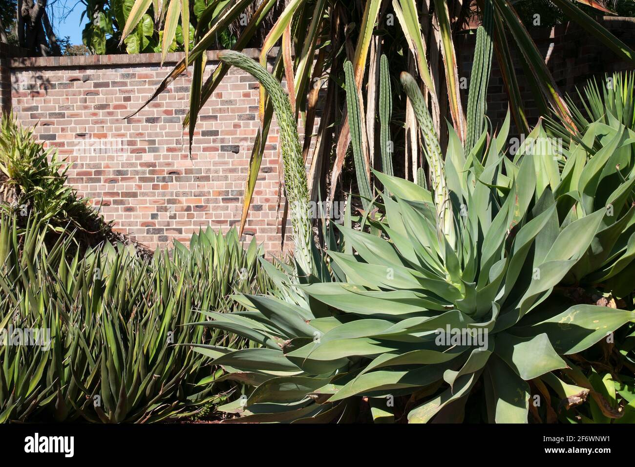 Sydney Australia, two Swan's Neck agave with emerging flower stems in garden Stock Photo