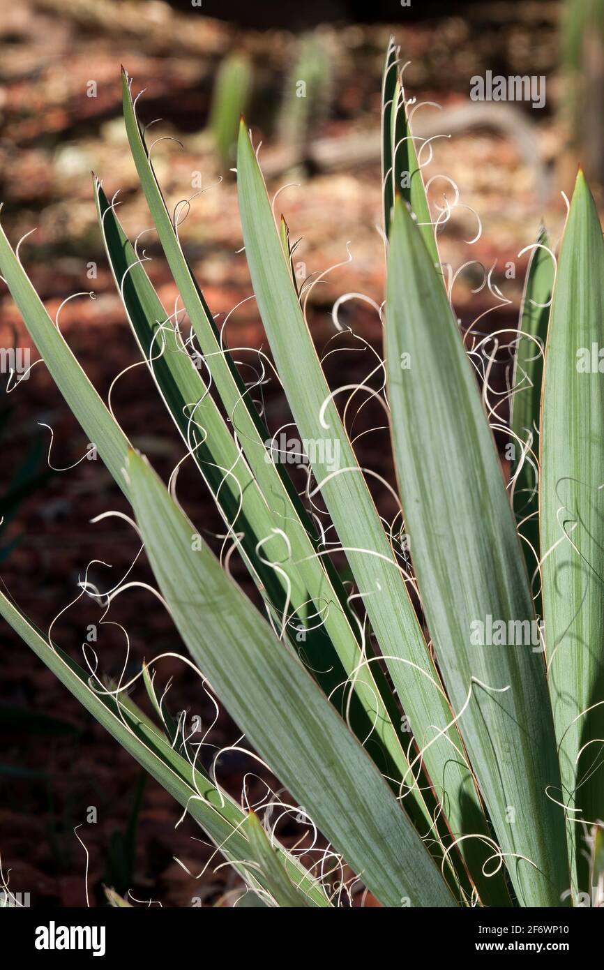 Sydney Australia, leaves with wispy strings along edge of leaves of a yucca flaccidia plant native to southeast USA Stock Photo