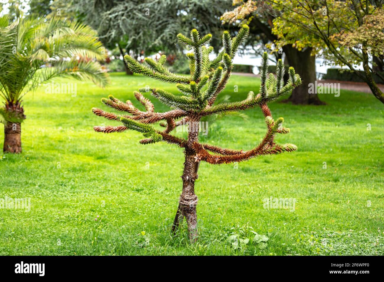 Various plants and flowers on Stadtgarten / Stadt garden in Lindau, Germany Stock Photo