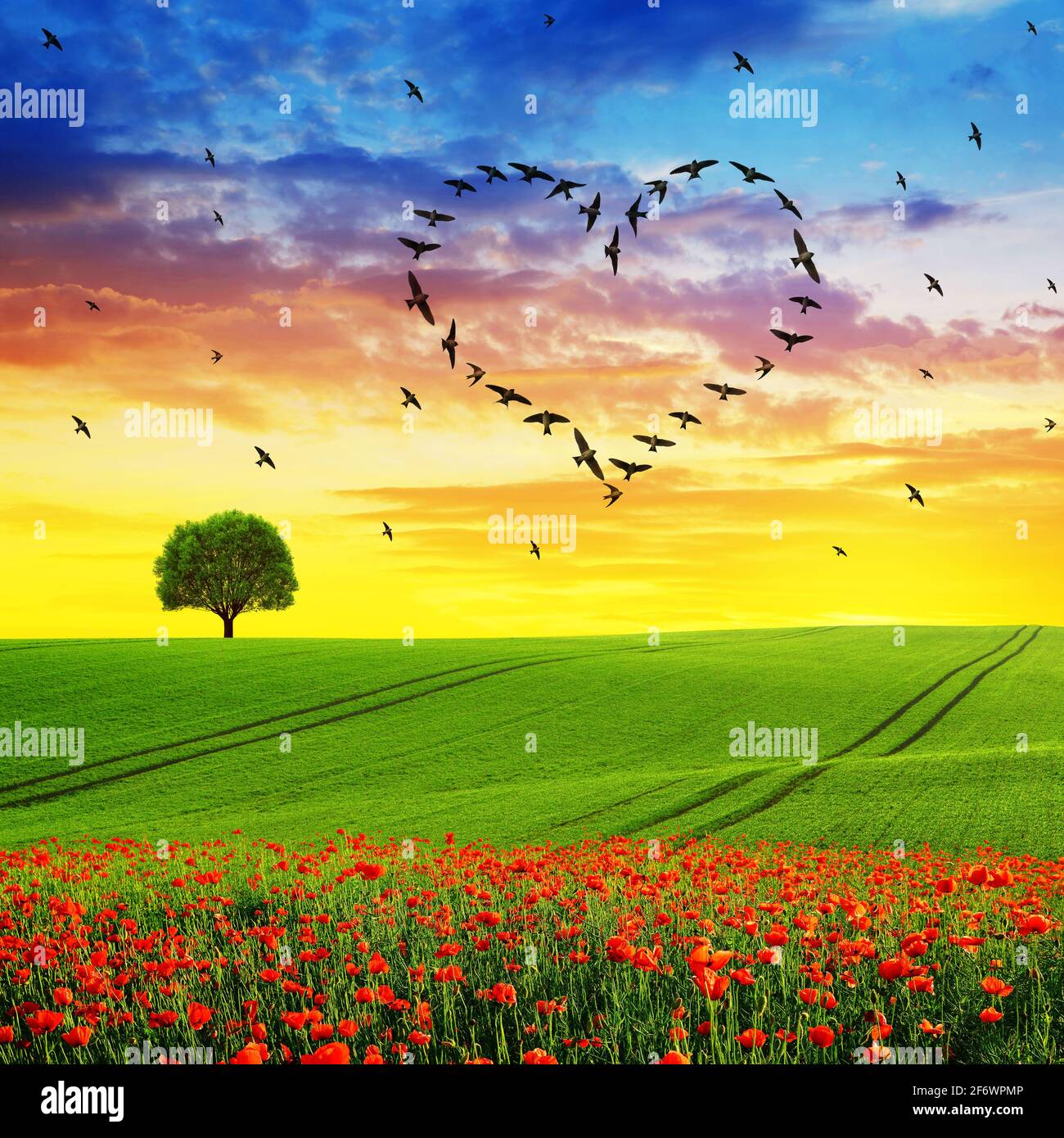 Silhouette of birds flying in heart formation at sunset sky.Spring ...