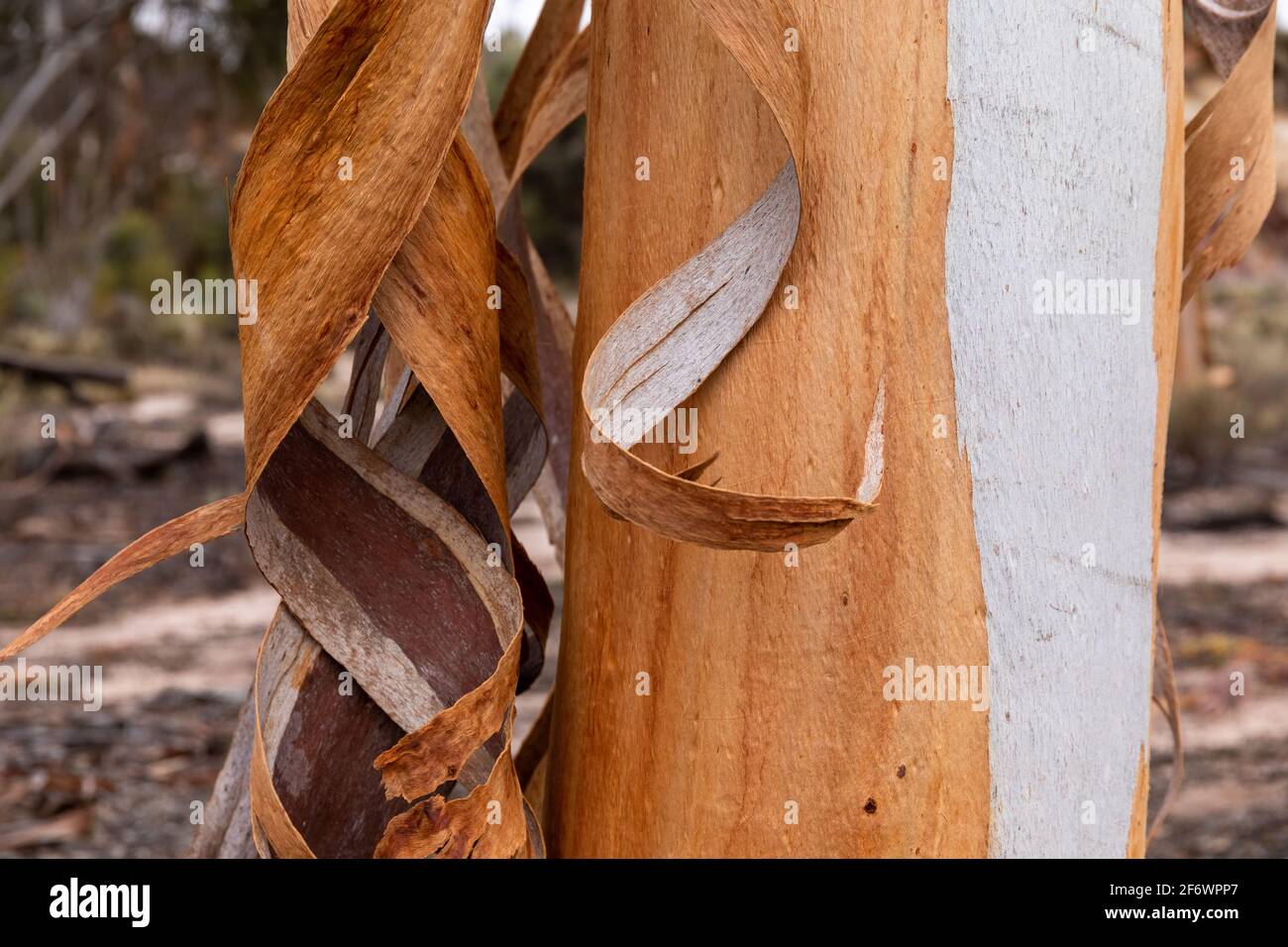 Close up Eucalyptus sheathiana shedding bark Goldfields region WA Landscape Orientation Stock Photo