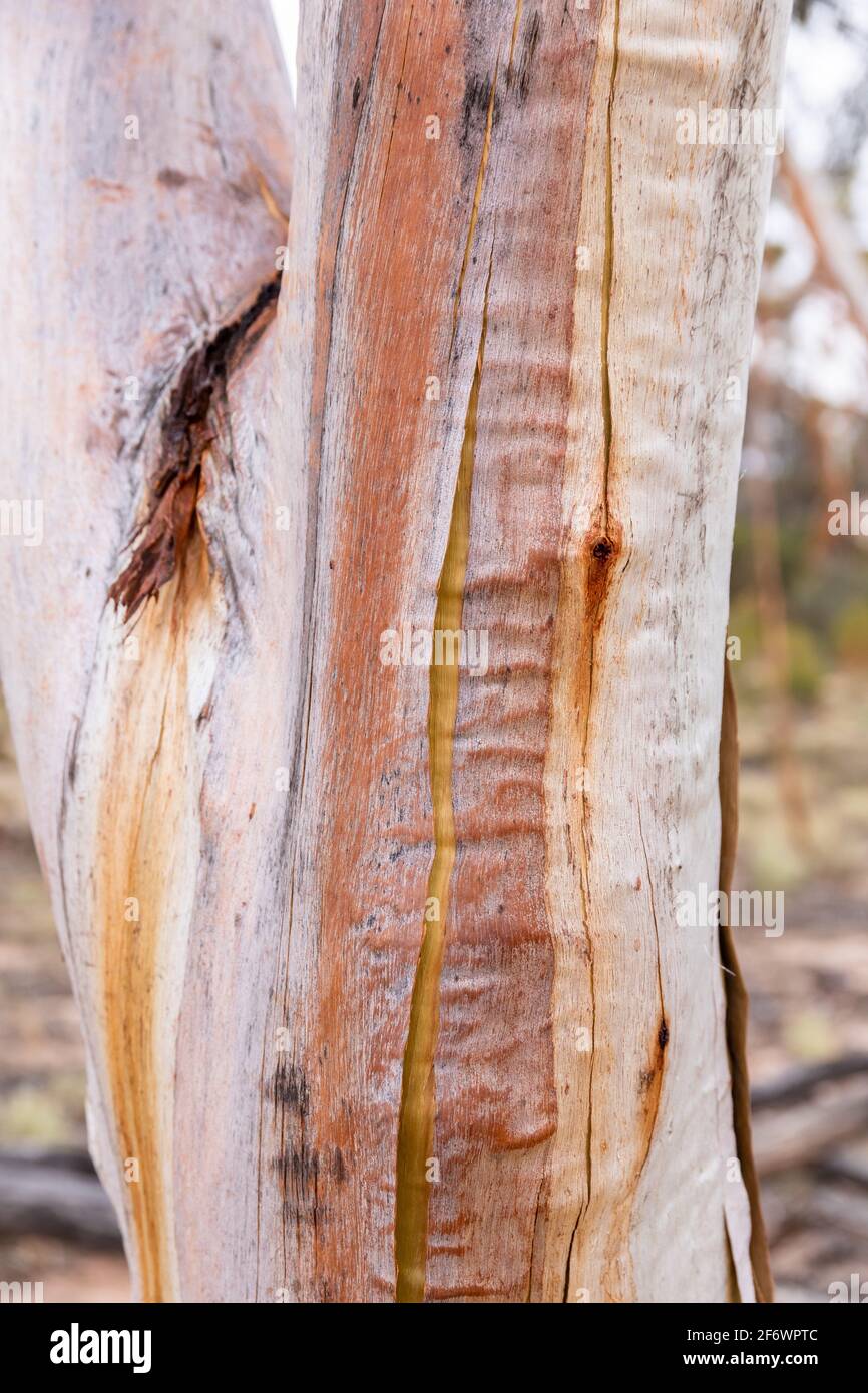 Early stages of shedding bark on the Eucalyptus sheathiana at the Breakaways Western Austrralia Stock Photo