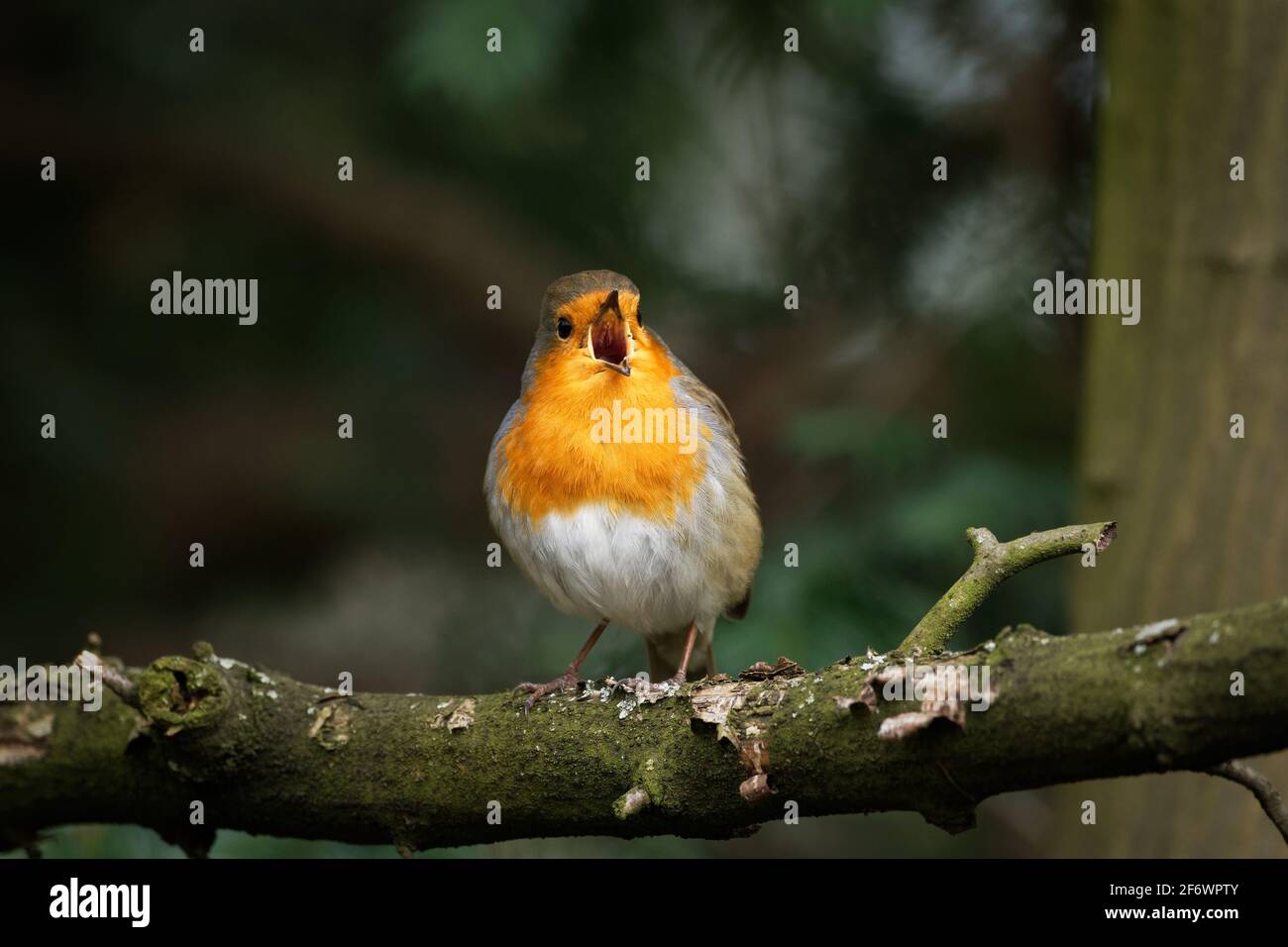 robin on a branch singing joyfully with beak wide open Stock Photo