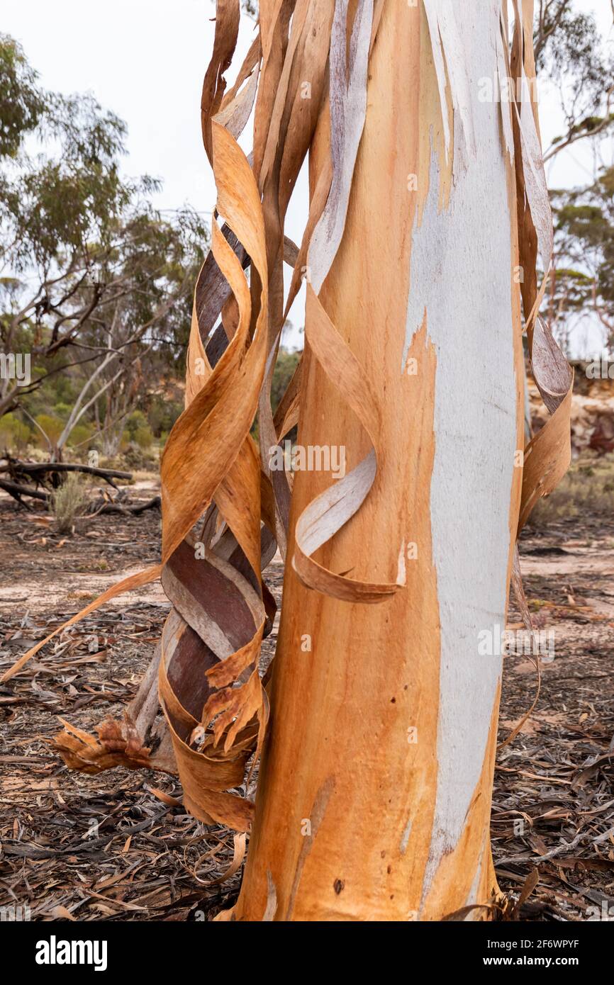 Eucalyptus sheathiana shedding bark at the Breakaways in the Goldfields region WA Stock Photo