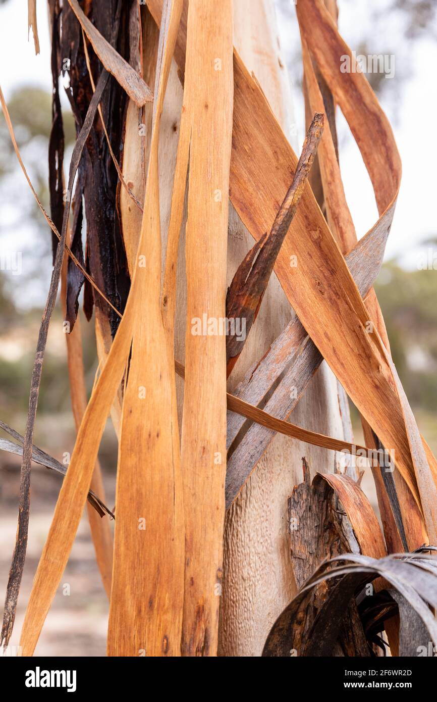 Long Ribbons of Eucalyptus sheathiana shedding bark Hyden - Norsman Rd Western Australia Stock Photo