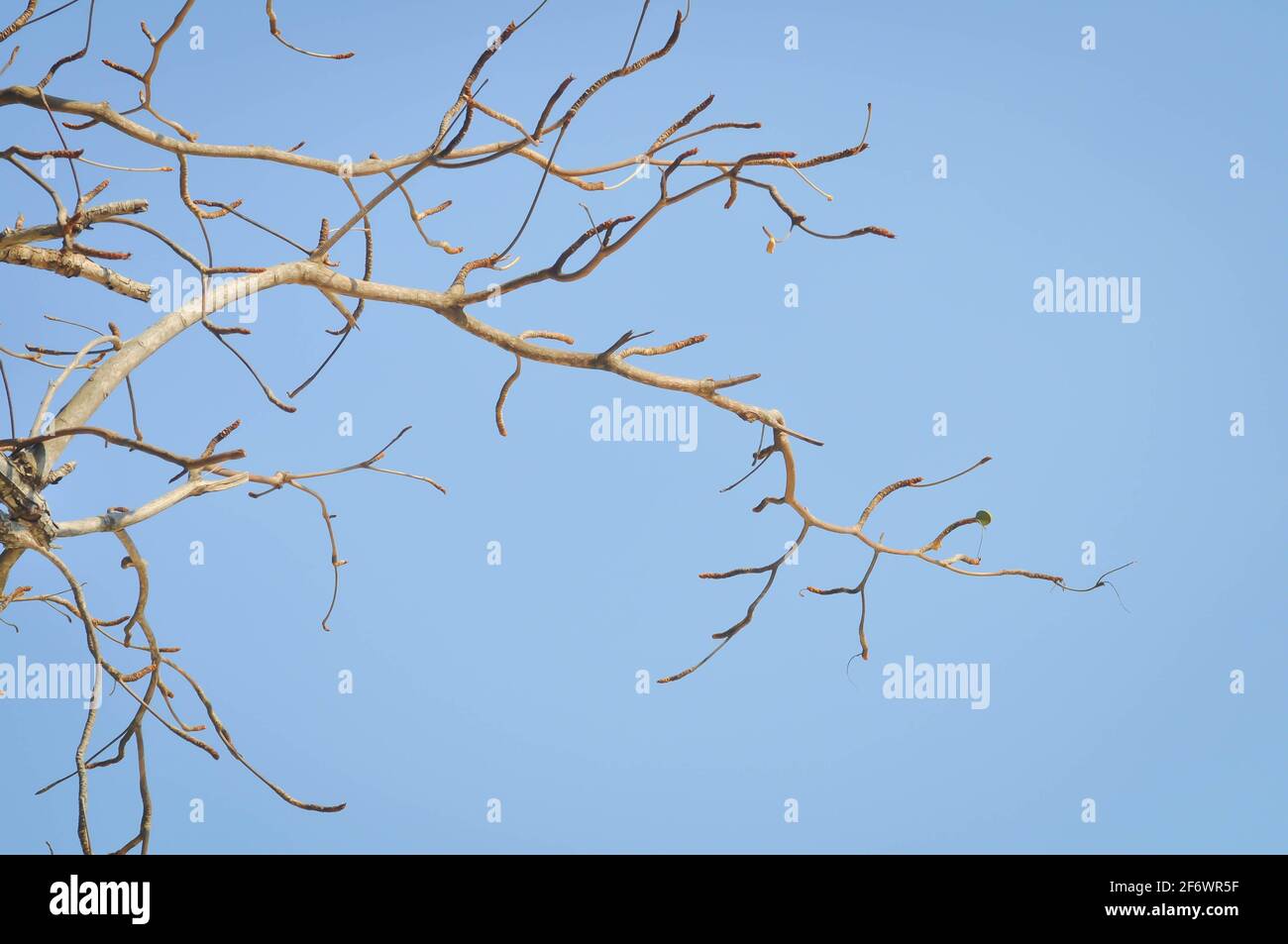 branch or tree and blue sky, sky background Stock Photo - Alamy