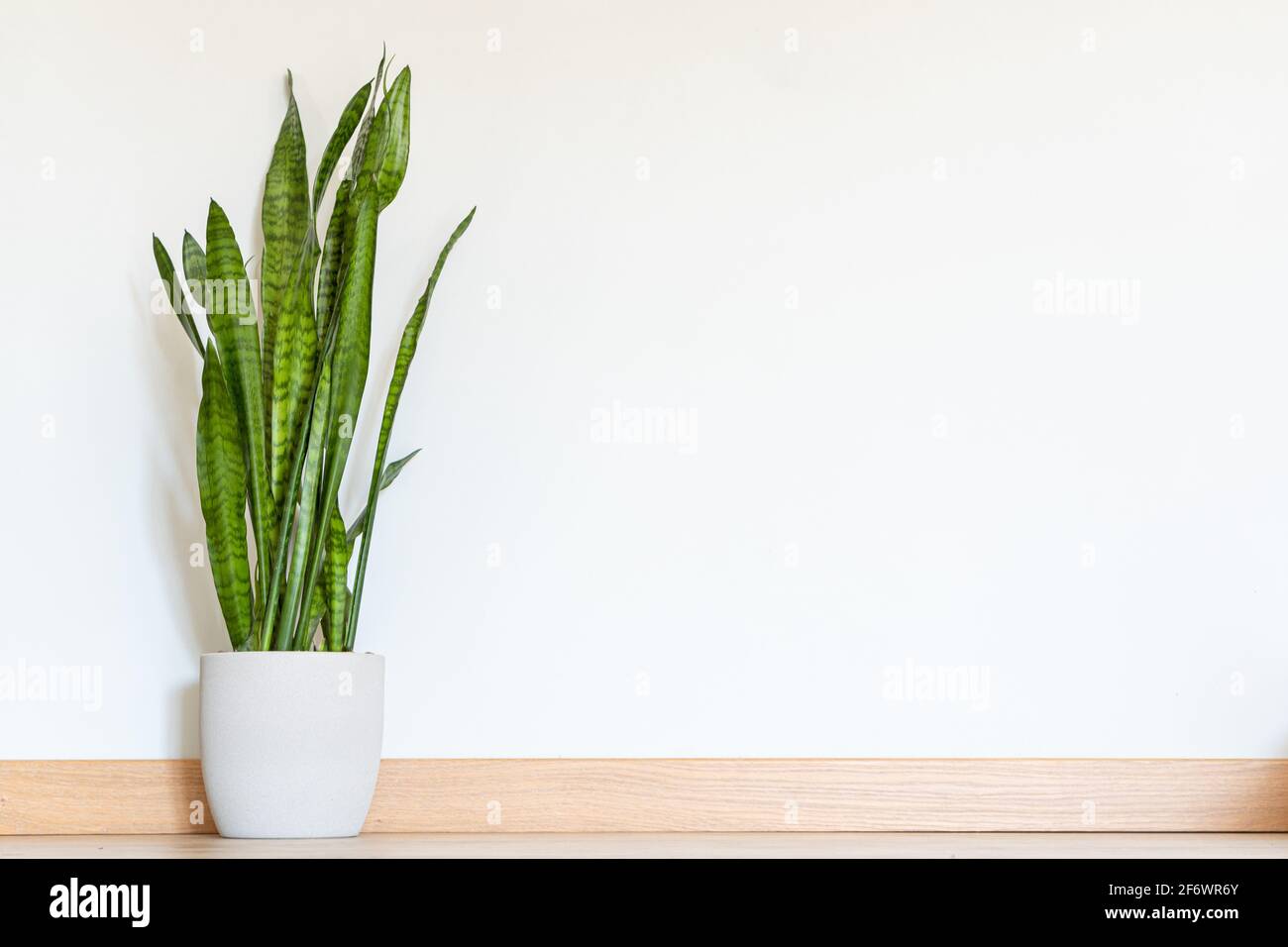 Plant on the floor mockup. beautiful trendy plant in the house on the floor Stock Photo Alamy