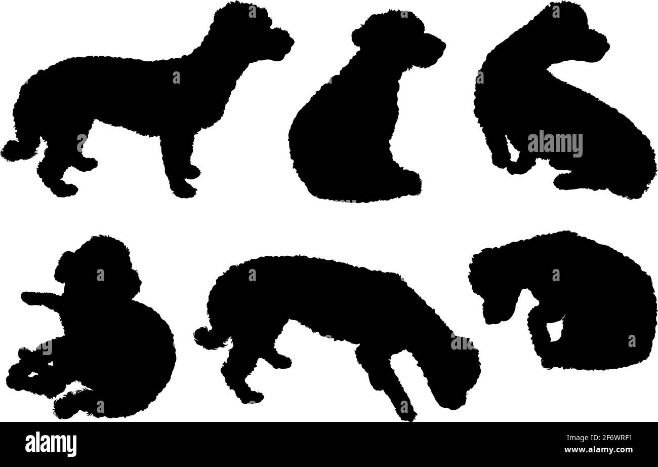 Collection of bichon maltese dogs silhouettes isolated on white Stock Vector