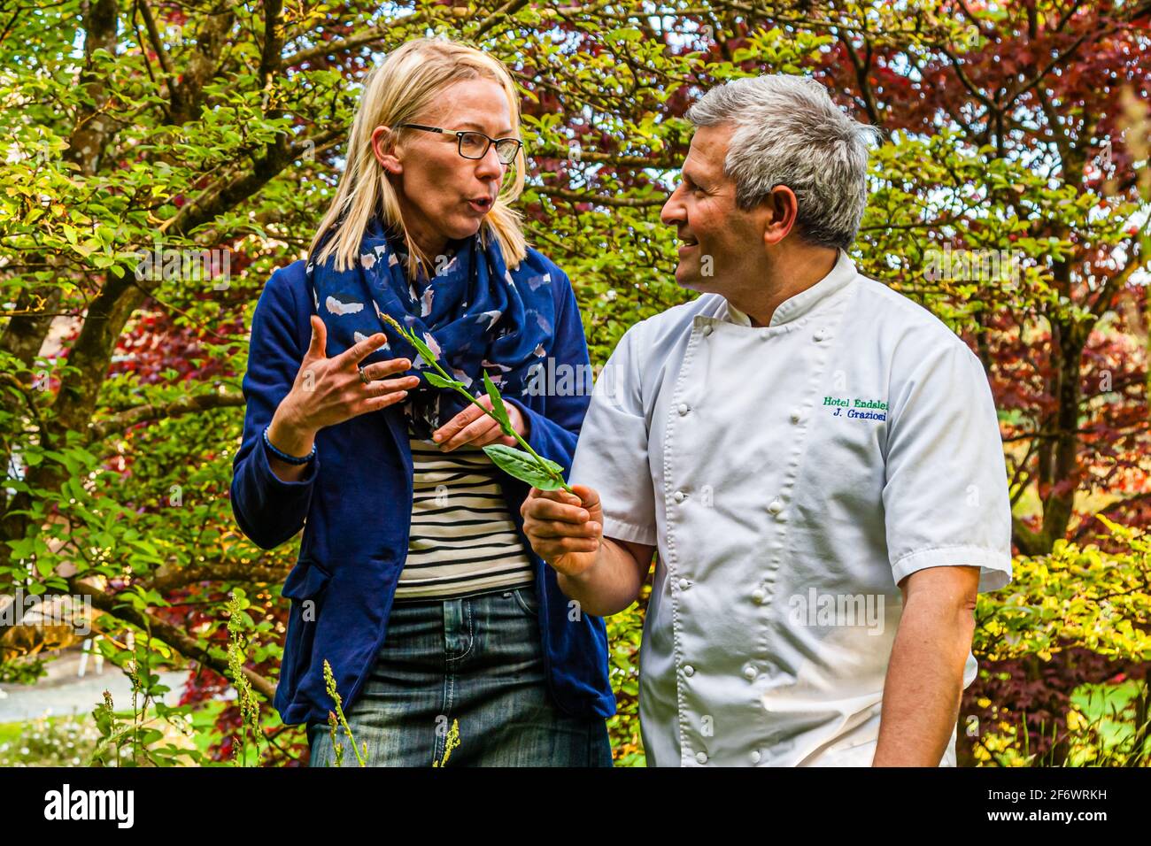 Chef Jose Graziosi loves to roam the garden before starting work, collecting mushrooms and herbs for the kitchen. Here he presents the wild sorrel that grows between the wild garlic Stock Photo