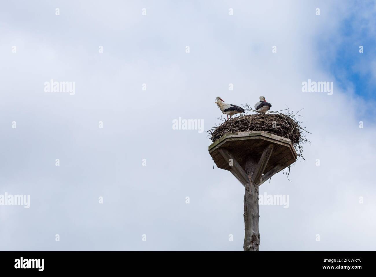 Weißstorch-Nest mit zwei Störchen an der Lahn zwischen Heuchelheim und Allendorf in Hessen, Deutschland Stock Photo