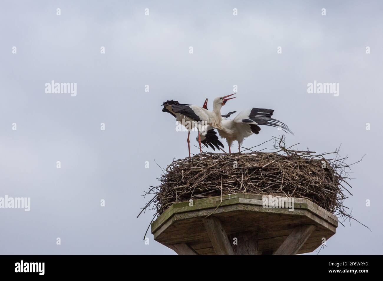 Weißstorch-Pärchen im April 2021 zwischen Heuchelheim und Allendorf bei Gießen in Hessen, Deutschland Stock Photo