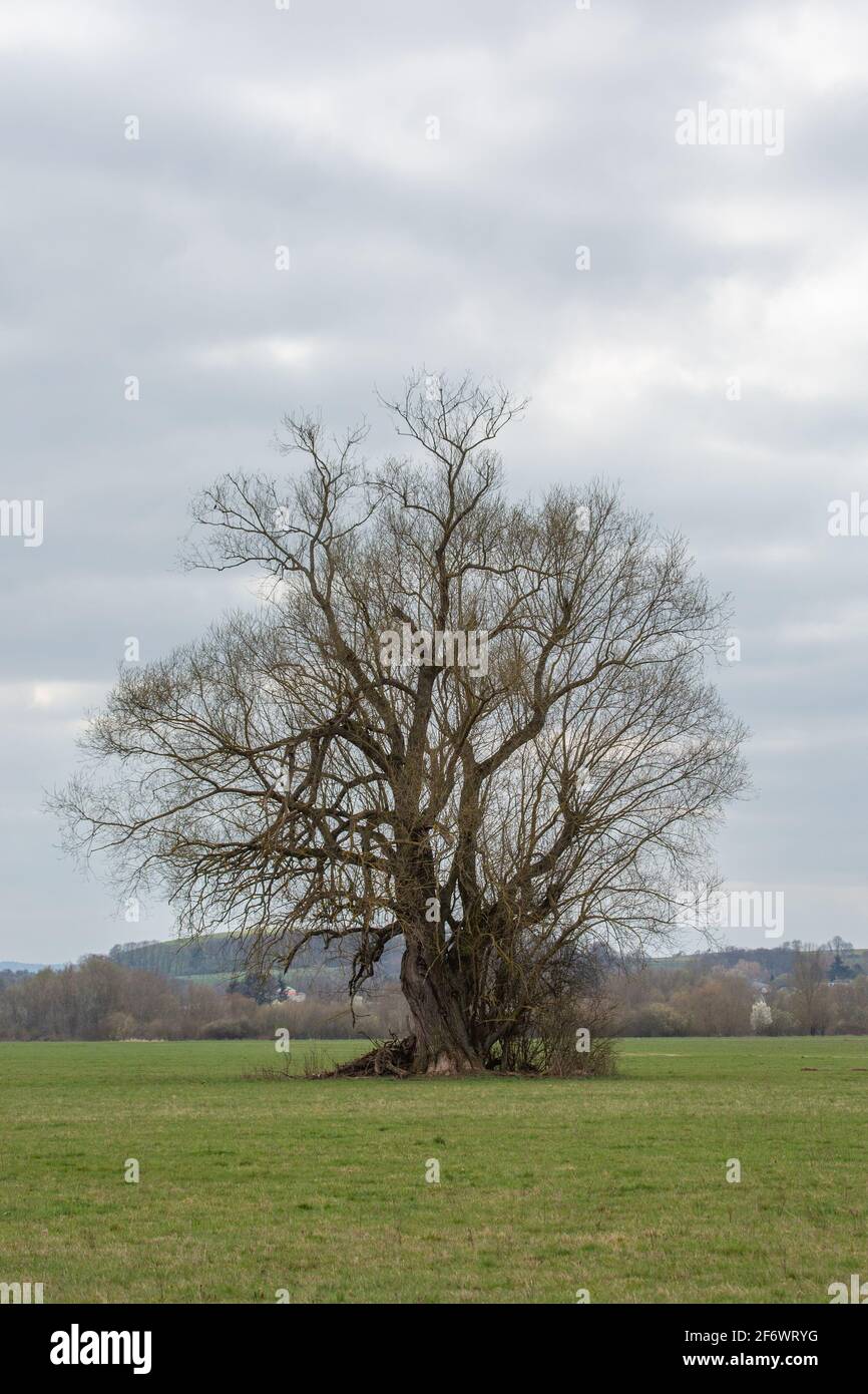 Portrait eines alten Baums in der Lahnaue zwischen Allendorf und Heuchelheim bei Gießen in Hessen, Deutschland Stock Photo