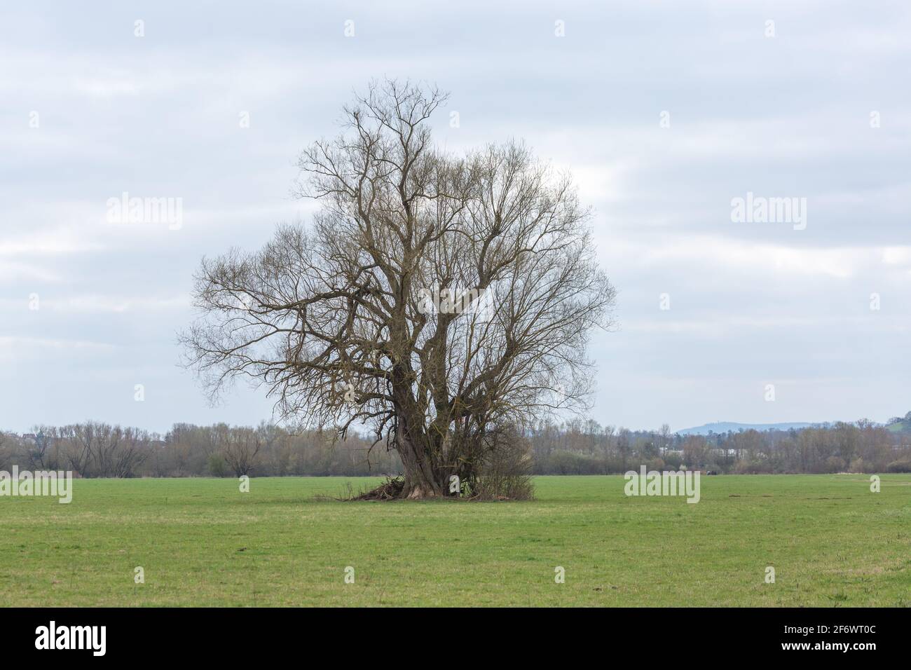 Solitär stehender alter Baum an der Lahn bei Gießen zwischen Allendorf und Heuchelheim, Hessen, Deutschland Stock Photo