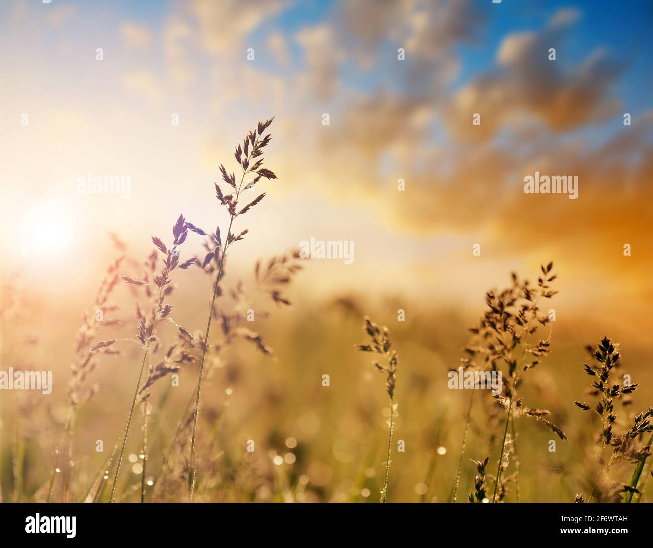 Meadow fescue grass hires stock photography and images Alamy