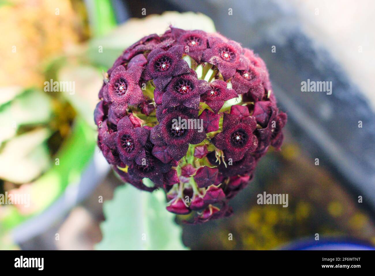 Purple flowers of sweet alyssum hi-res stock photography and images - Alamy