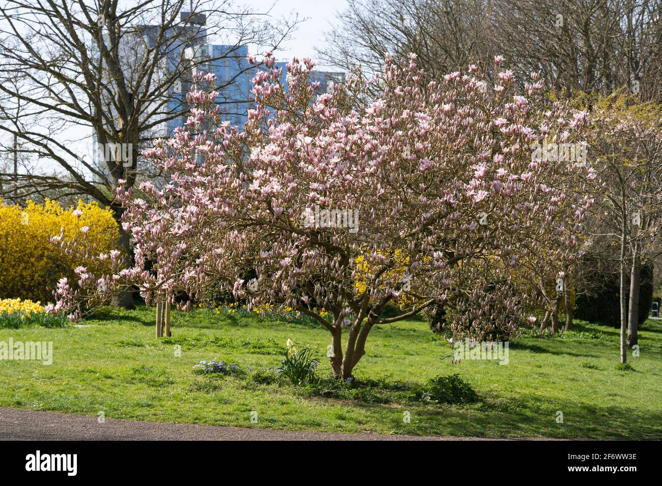 A Magnolia sieboldii (or Chinese magnolia) flowering in late March in Eastrop Park with Churchill Place in the background. Basingstoke, UK Stock Photo