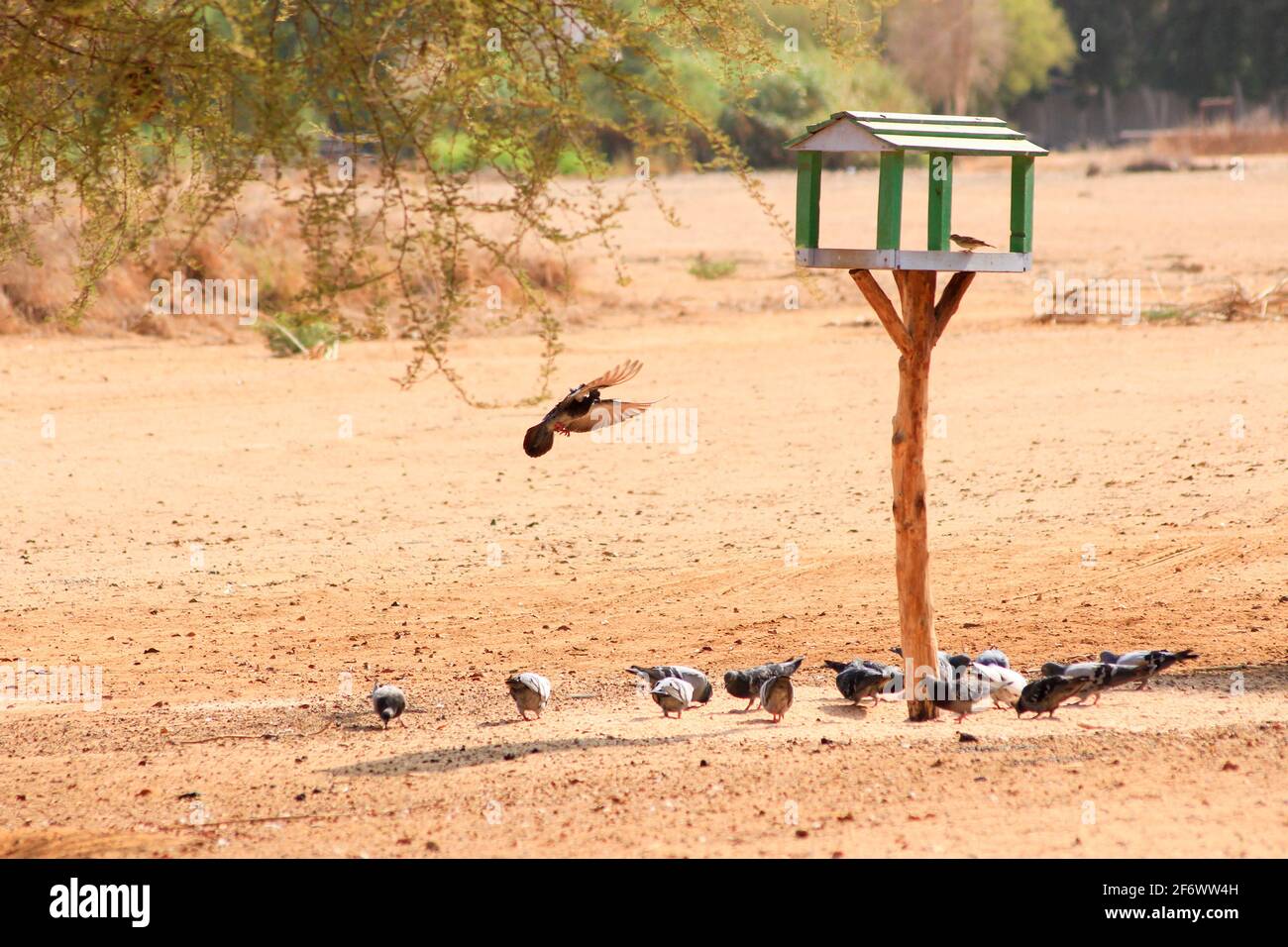 Dove Nest Building Stock Photo Alamy dove-nest-building-stock-photo-alamy