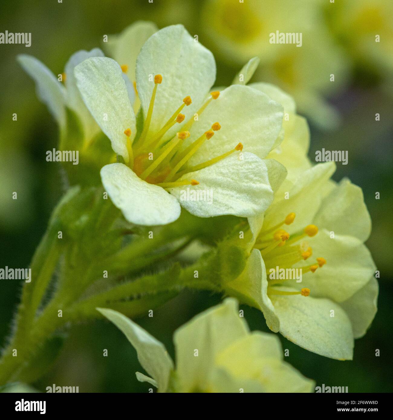 Yellow Saxifrage Flower Close-Up Stock Photo