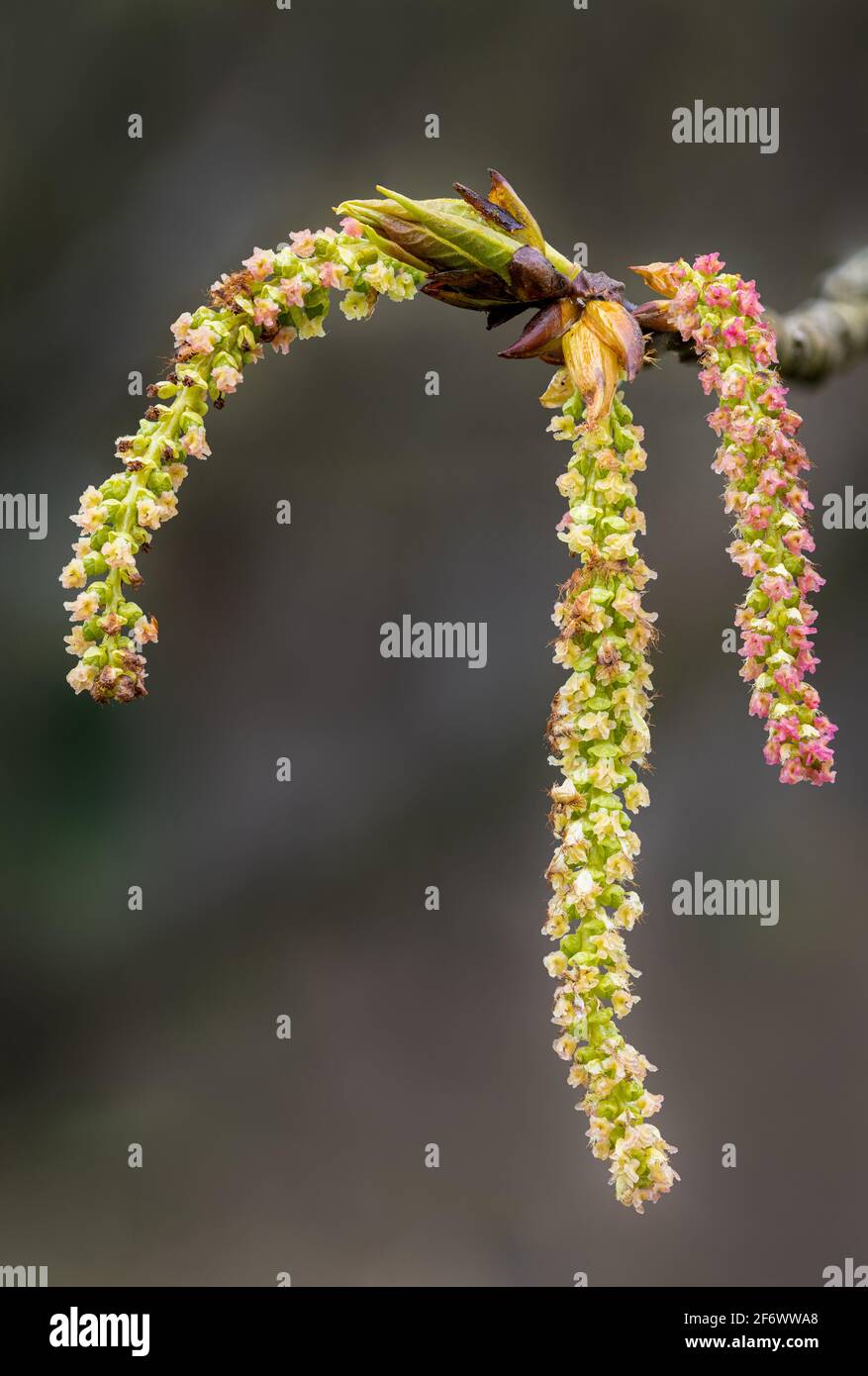 Catkins and Bud of Poplar Tree, Populus candiensis aurora Stock Photo