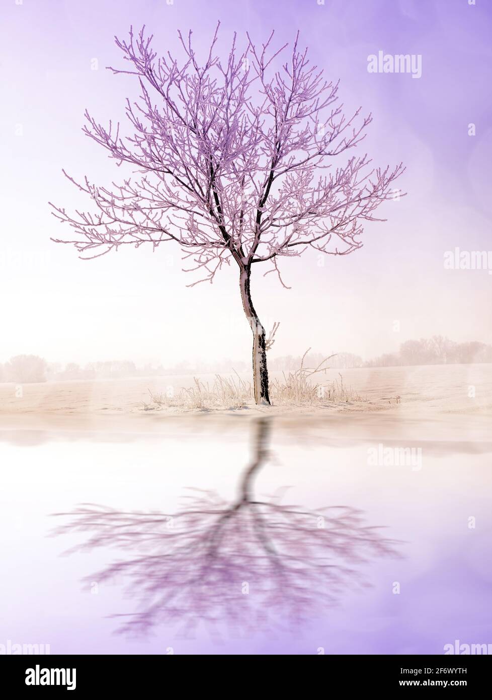 Beautiful winter landscape tree hi-res stock photography and images - Alamy