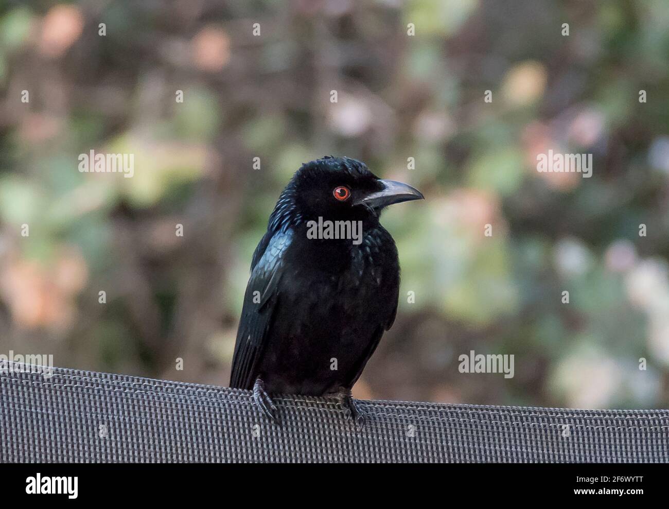 Australian Spangled drongo, Dicrurus bracteatus, perched on a garden chair in spring time, Queensland Shiny, black, migrant bird with bright red eyes. Stock Photo