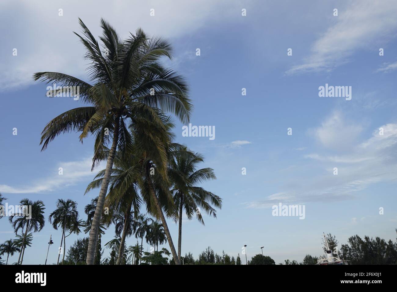 Tall coconut trees hi-res stock photography and images - Alamy