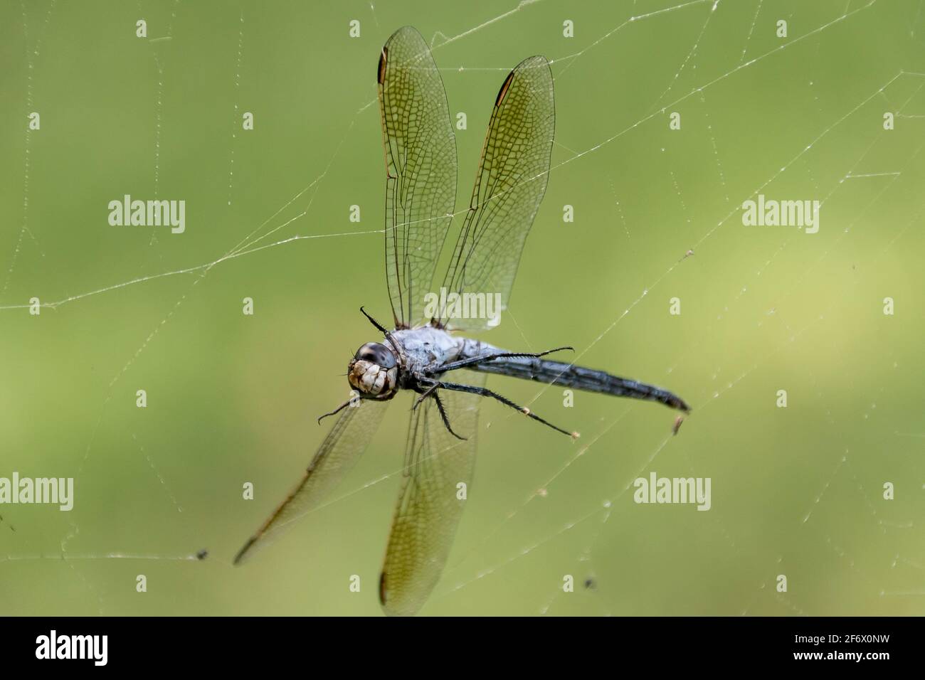 Blue skimmer dragonfly, Orthetrum caledonicum, caught in a spider's web