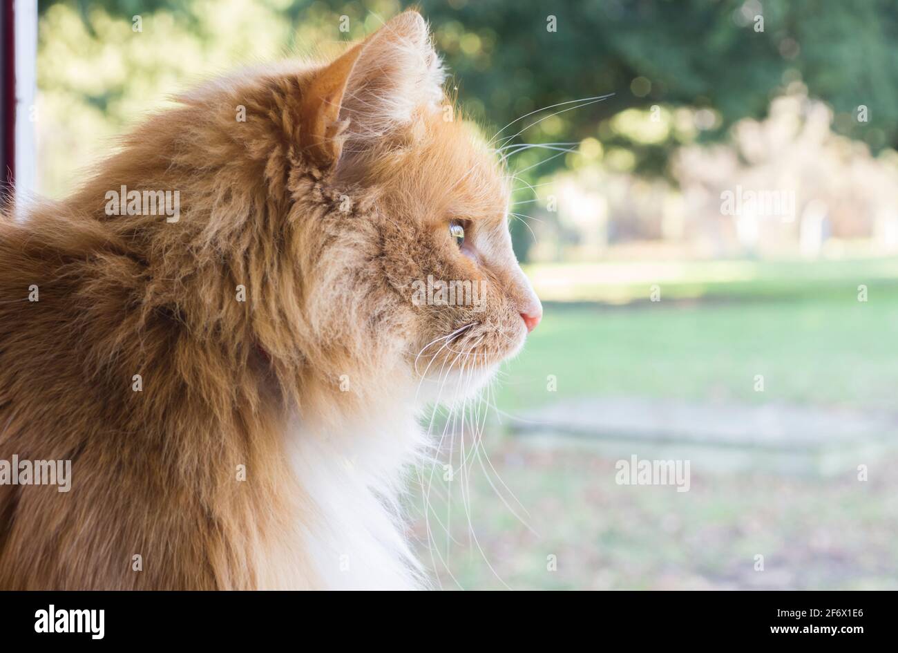 A side view / profile of a ginger cat looking out of a window towards a churchyard. UK Stock Photo