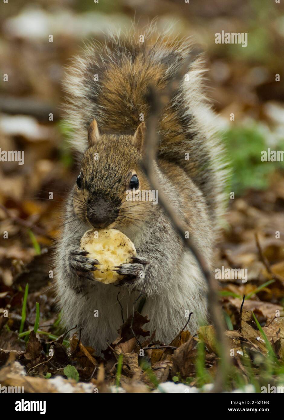 Close up of a grey squirrel (Sciurus carolinensis) with muddy nose and paws eating a piece of banana. UK Stock Photo