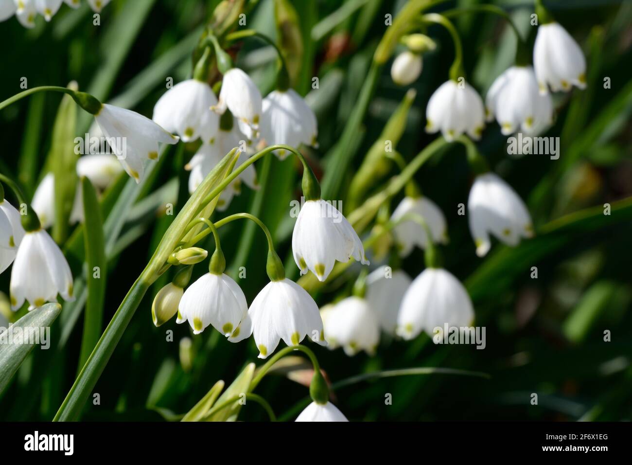 Leucojum Asetivum Gravetye Giant Summer Snowflake Flowers Large Snowdrop Stock Photo Alamy
