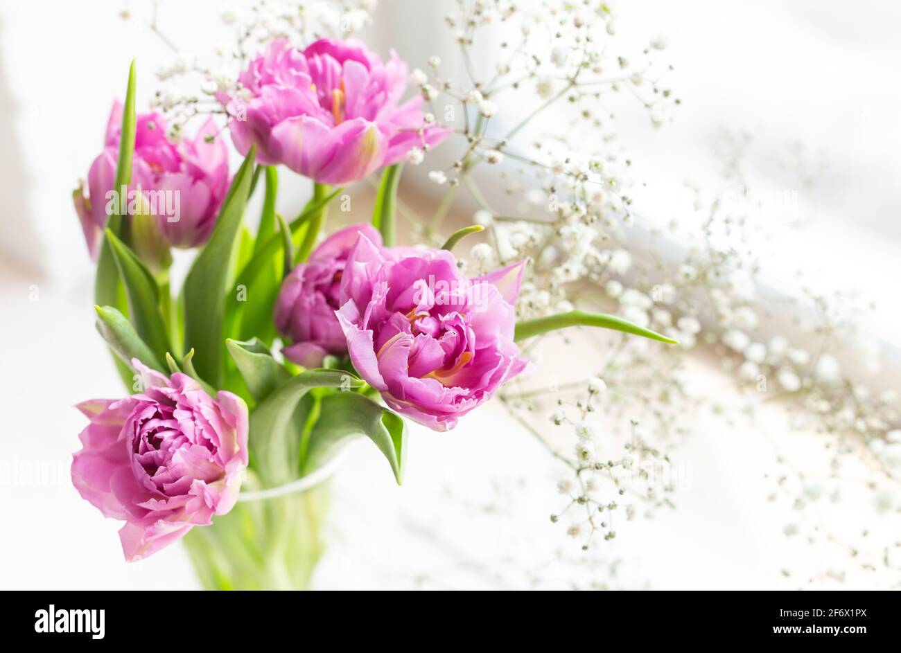 Romantic delicate bouquet of pink tulips and Gypsophila in a glass vase ...