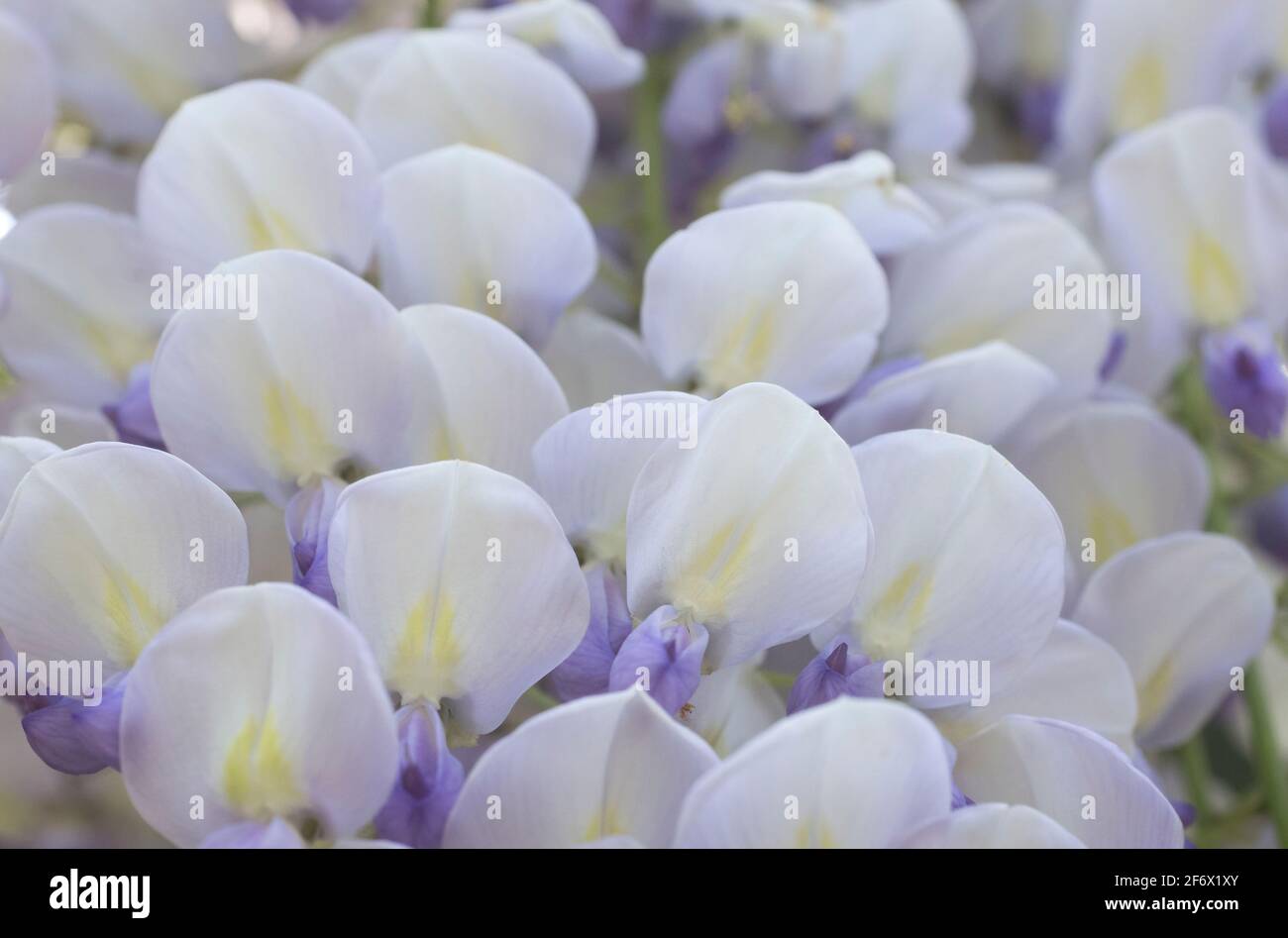 A soft, muted, close up of wisteria flowers (Wisteria sinensis) in Spring. UK Stock Photo