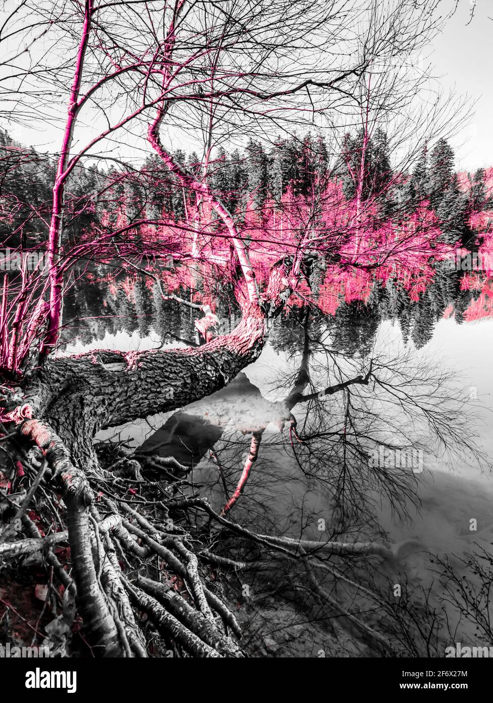 Fallen tree on water surface on Lokve lake in Croatia Europe Stock Photo