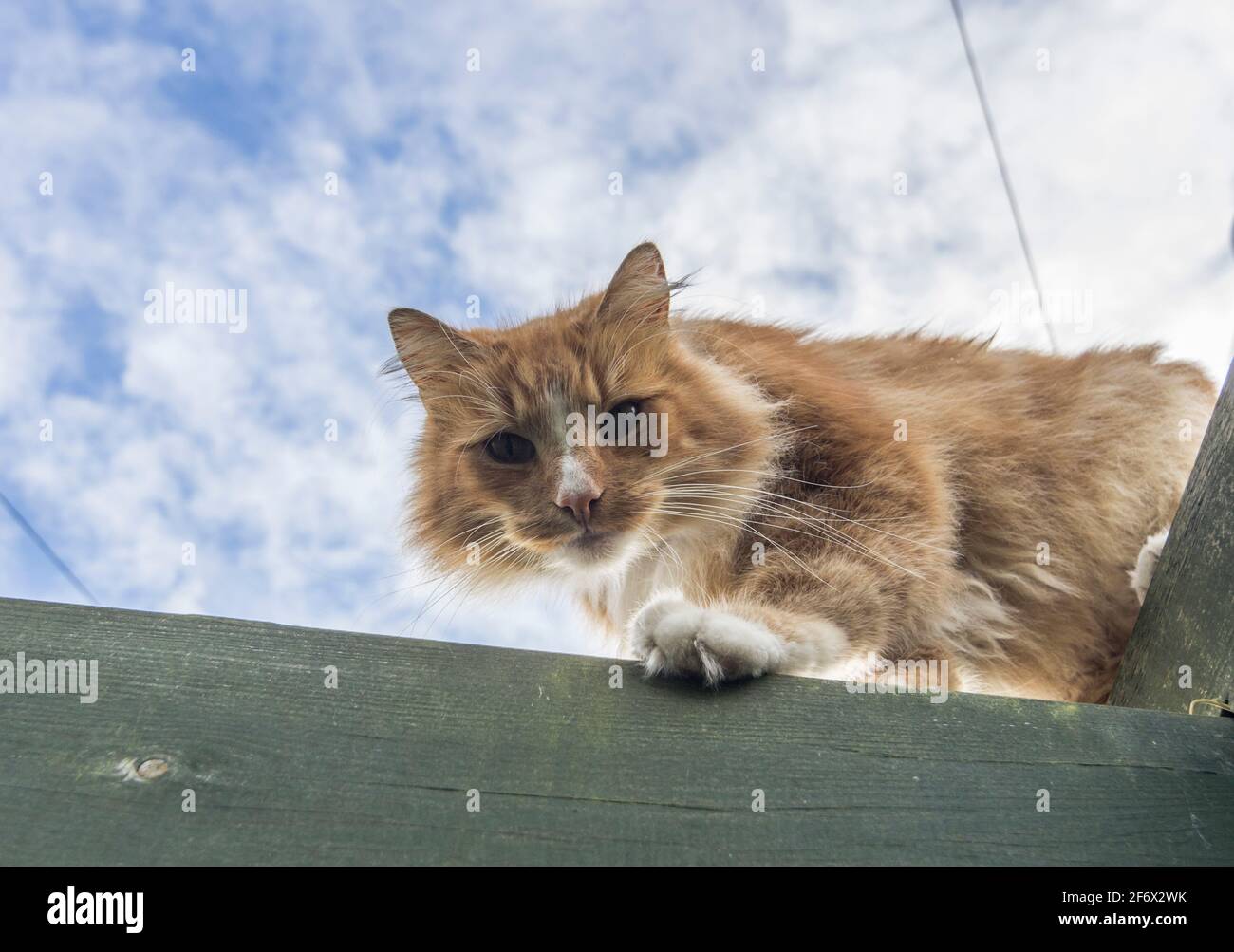 A ginger cat on the green wooden beam of a pergola, only the sky behind him, looking down on the camera. UK Stock Photo