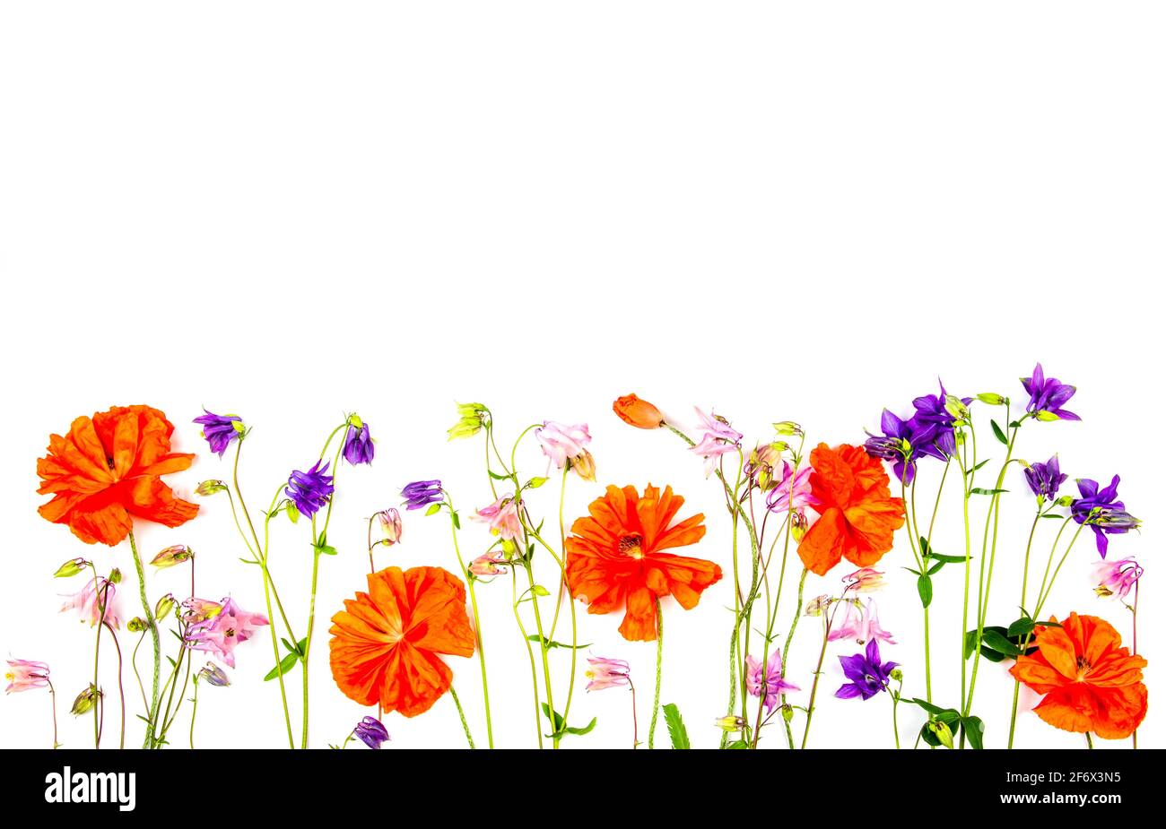floral border of aquilegia flowers and red poppies isolated on a white background with a copy space Stock Photo