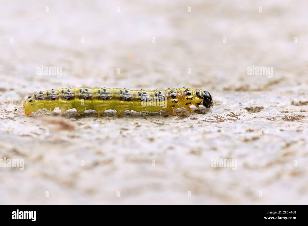 box tree moth macro shot (.Cydalima perspectalis caterpillar ); this is a pest attacking box trees in Europe Stock Photo