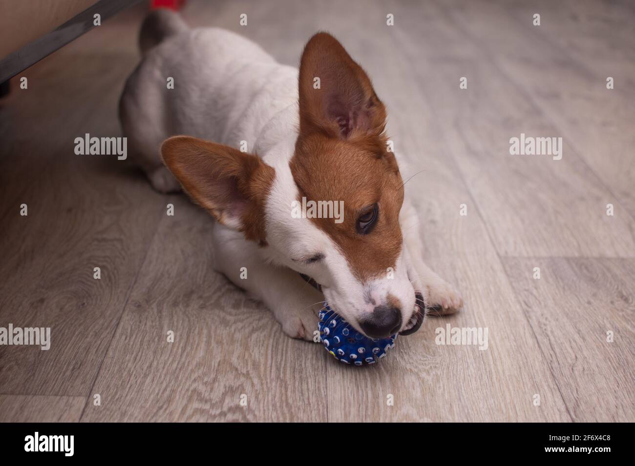 Jack russell terrier puppy plays hi res stock photography and images Jack russell terrier puppy plays hi res stock photography and images