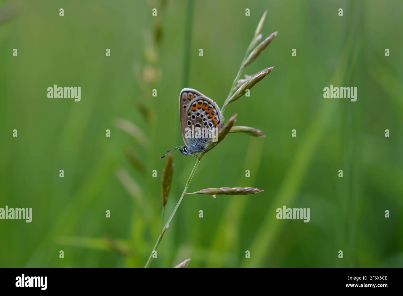 Lycaenidae butterfly in nature on a plant close up, small butterfly with blue body brown and grey wings with spots Stock Photo