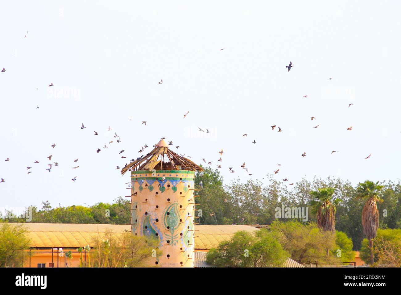 Dove Nest Building Stock Photo Alamy dove-nest-building-stock-photo-alamy