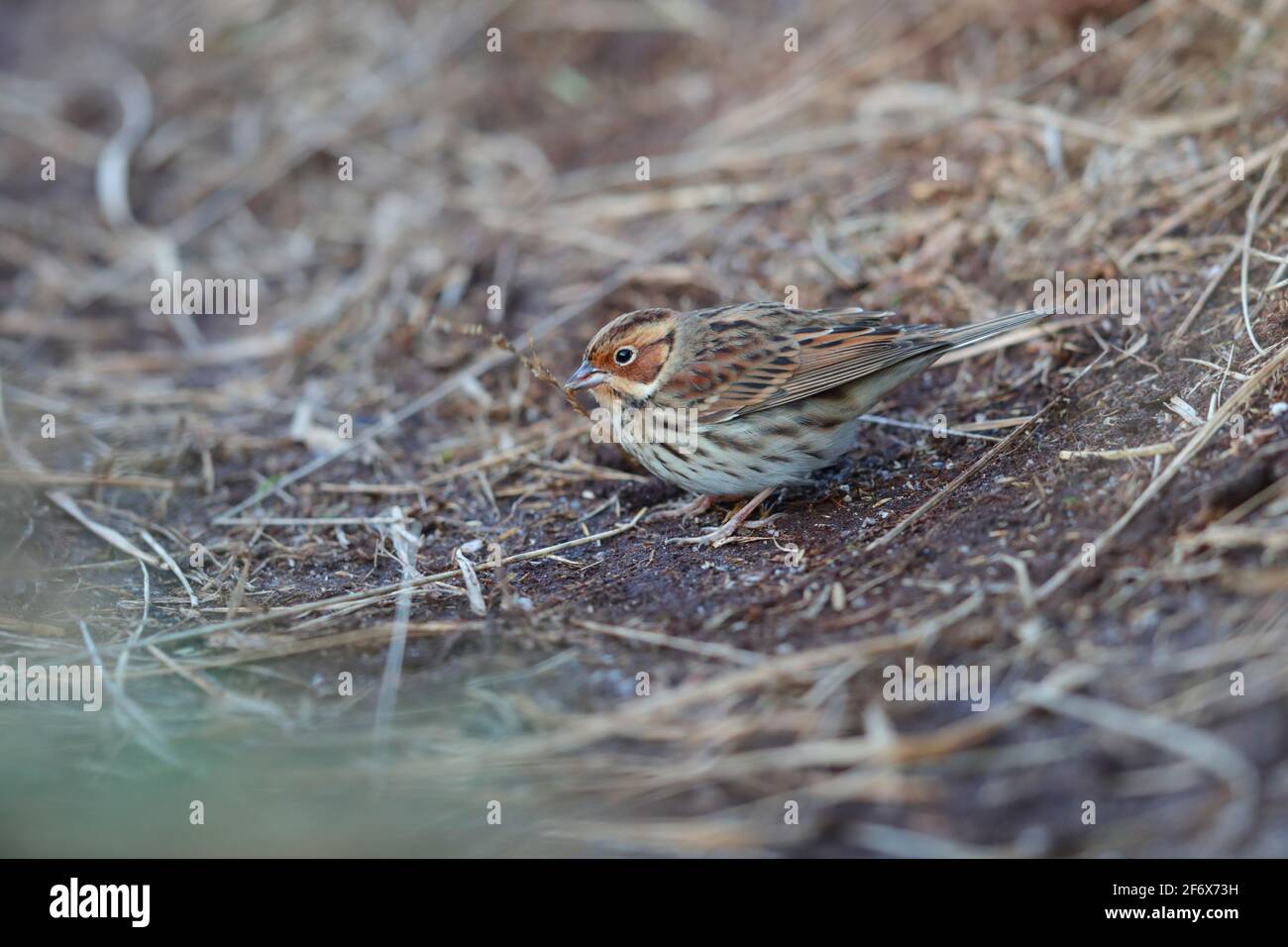 A Little Bunting (Emberiza pusilla) on the Isles of Scilly in autumn Stock Photo