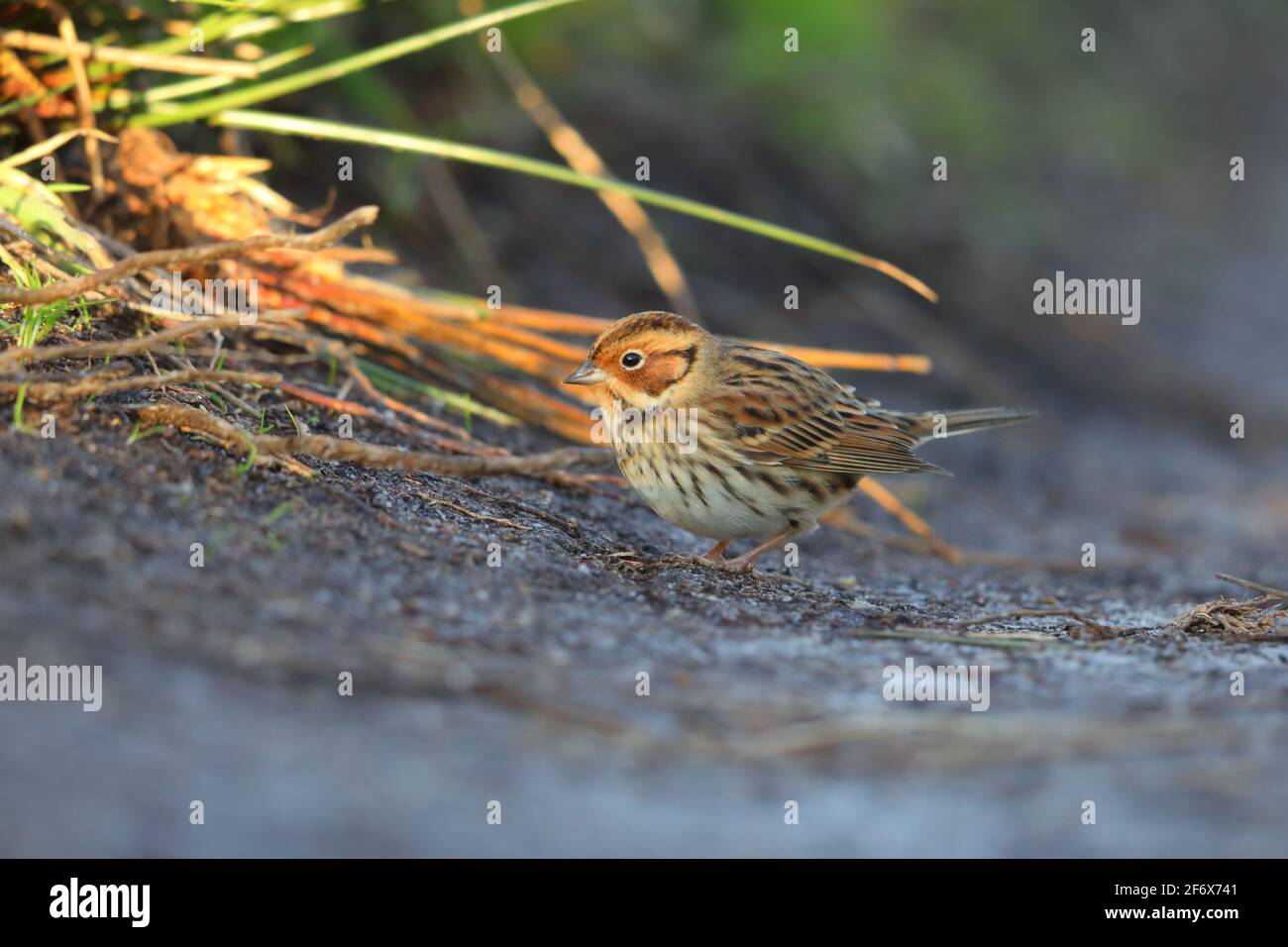 A Little Bunting (Emberiza pusilla) on the Isles of Scilly in autumn Stock Photo